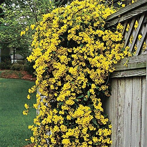 Carolina Jasmine | 60 Live Plants | Gelsemium Sempervirens | Fragrant Yellow Blooms, Evergreen Vine, Low Maintenance, Fast Growing, Climbing, Attracts Pollinators, Garden Trellis