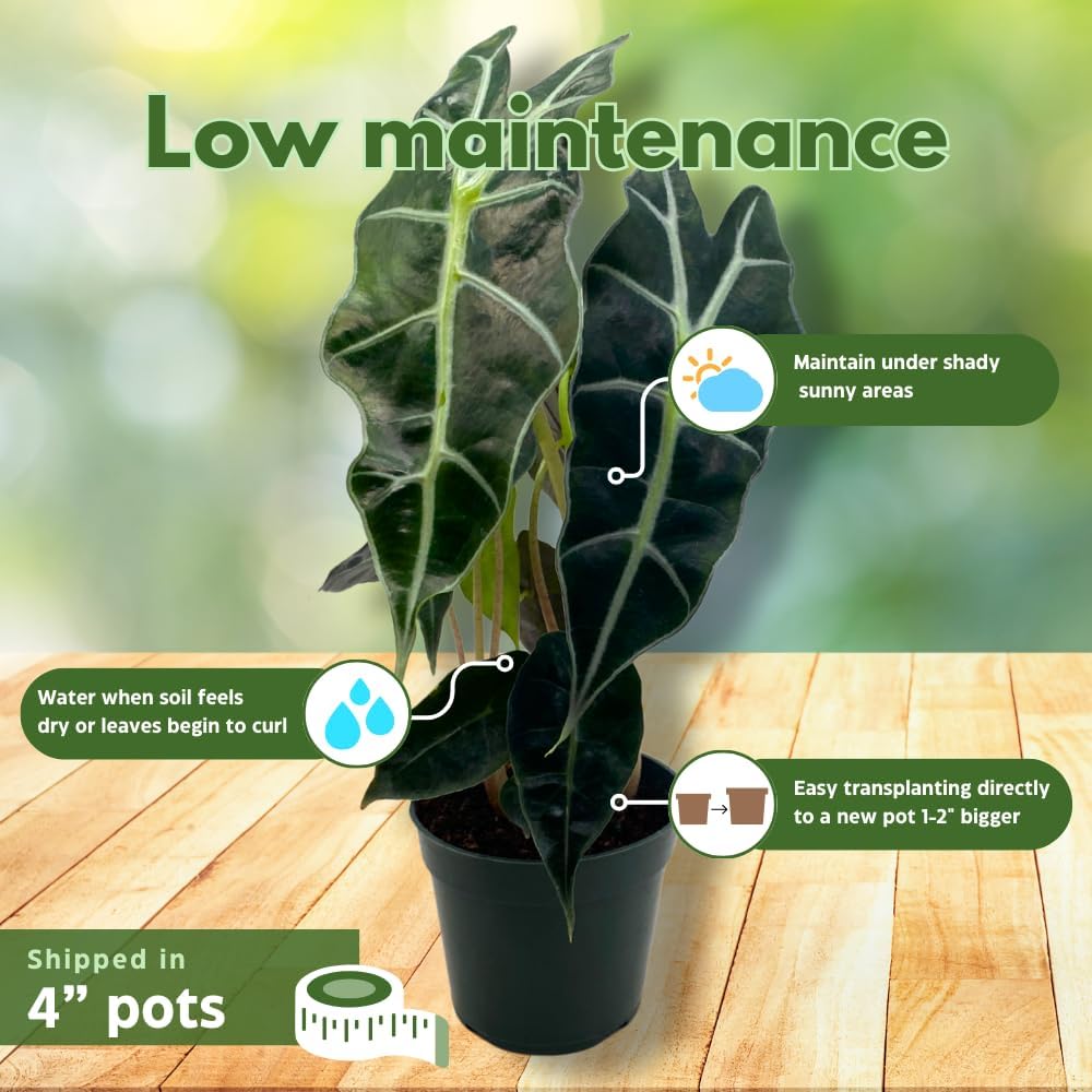 BubbleBlooms Alocasia Assortment Set, 4 inch pots, 10 Different Alocasias Frydek, Black Velvet, Maharani, Regal Shield, Bambino, Tiny Dancer, Serendiptiy