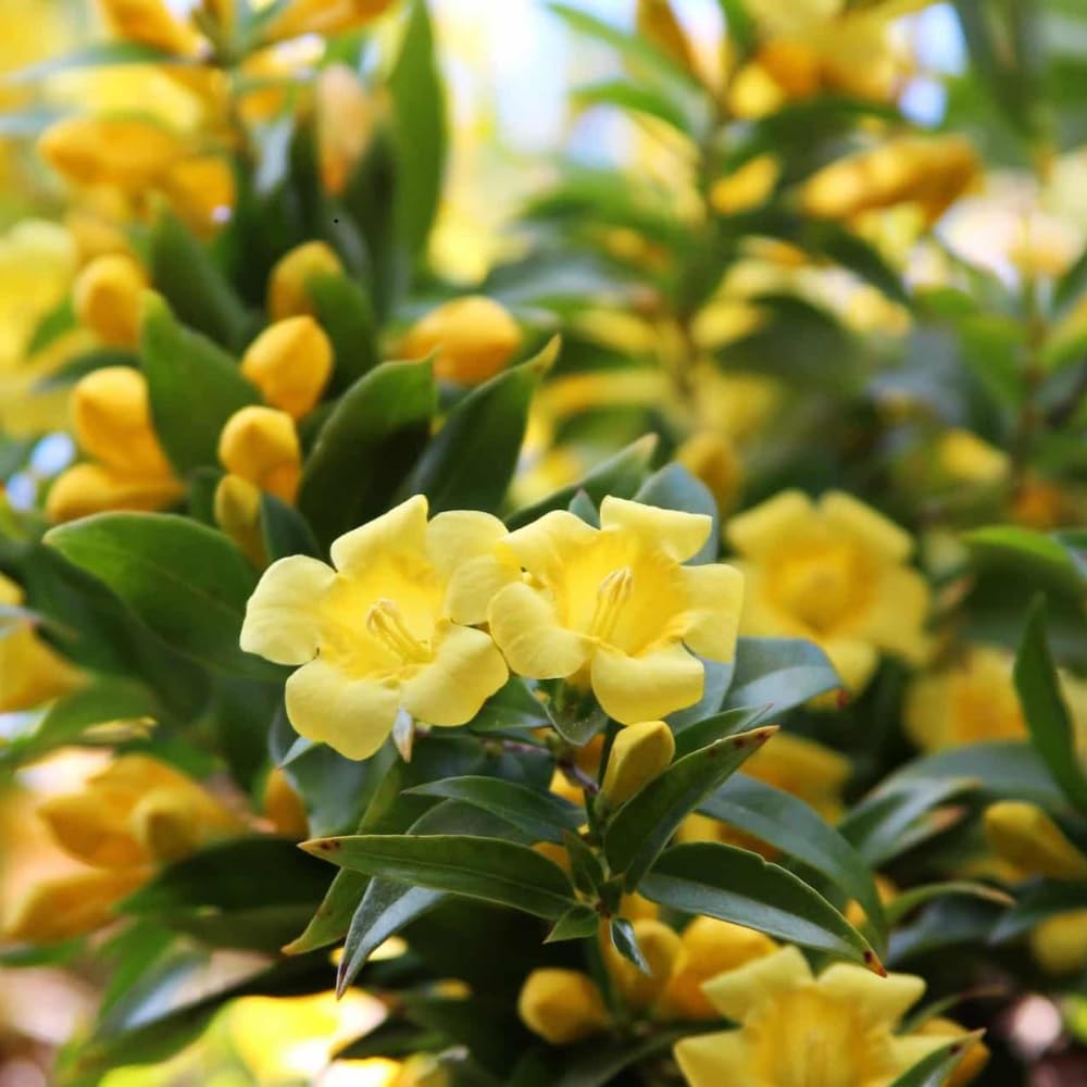 Jasmine Plants Live, Arabian Jasmine Plant Indoor, Fragrant Jasmines Flowers 4 to 7 Inch (Yellow)