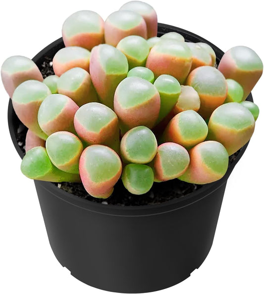 Sprout N Green Baby Toes, Live Fenestraria rhopalophylla Succulent Fully Rooted in 2 inch Nursery Pot, House Plant Home Office Wedding Decoration DIY Projects Party Favor Baby Shower