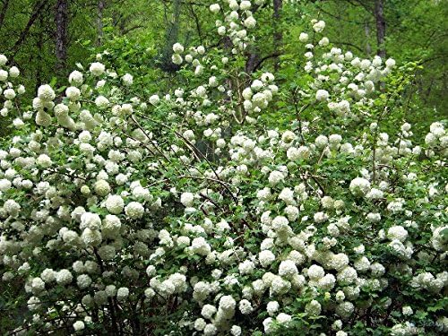 Eastern Snowball Bush ( Viburnum ) - Live Plant - Quart Pot