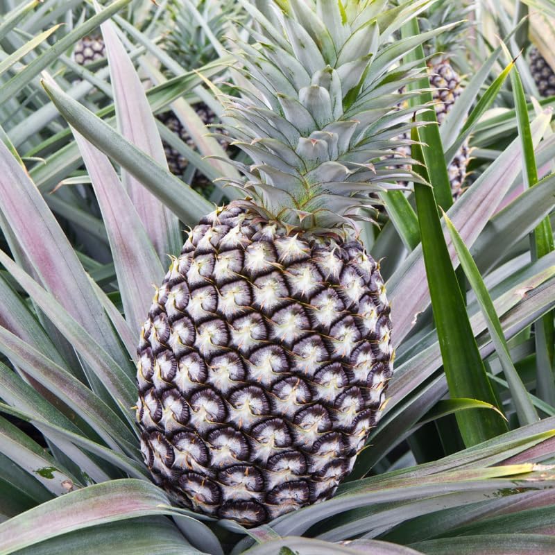 White Jade Pineapple Plant Live for Planting 5 to 8 Inch Tall, Sweet Pineapple Fruit Tree Live Plant, Pineapple Seedling