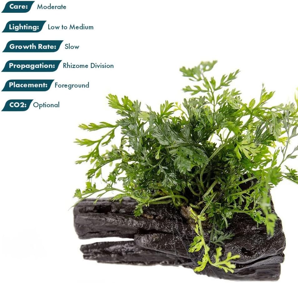 Live Planted Decor - Mini Bolbitis on Driftwood - Foreground to Midground Epiphytic Fern for Aquascaping, Aquarium Decor - Medium