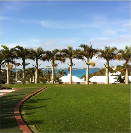 Brownie Brand Majestic Hulled Bermudagrass Seed | Premium Turf Grass for Dense, Drought-Resistant Lawns | Fast-Growing, Heat-Tolerant, Certified Seed for High-Traffic Areas. (5 Pound)