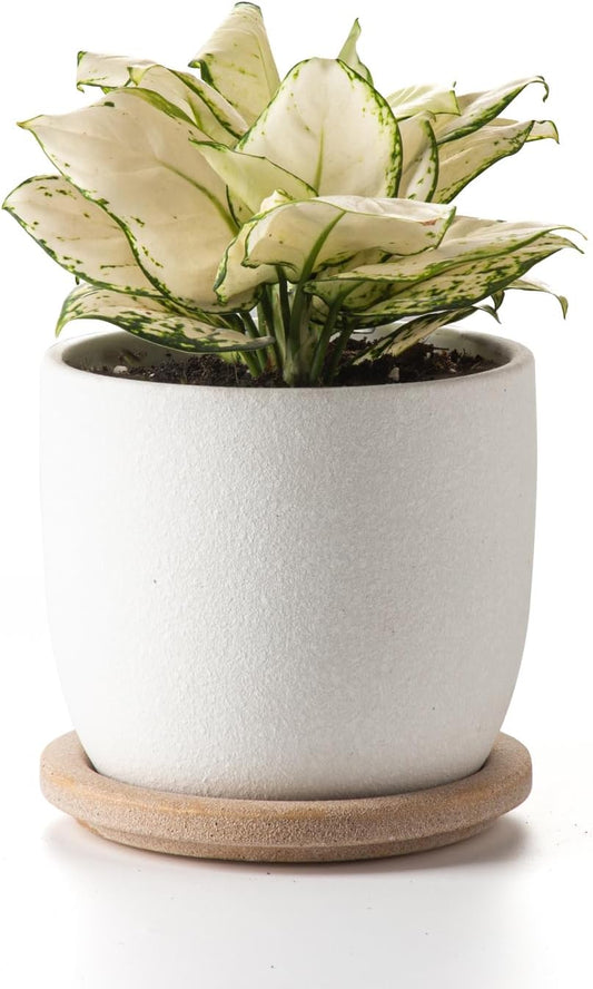 Ceramic Flower Pots Indoor-Outdoor: 5.75 Inch Planters with Drainage Holes & Saucer - Modern Decorative Plant Pots Ceramic for Home Gardeners (White)