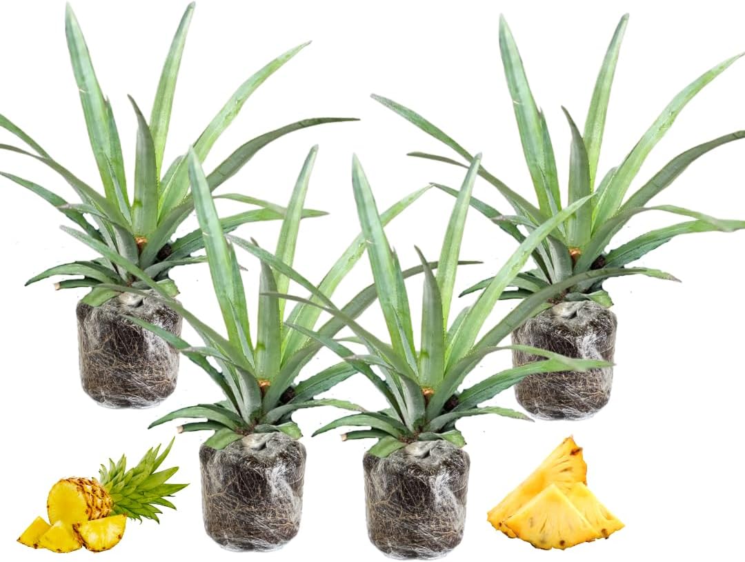 3 Sugarloaf Pineapple Plants Live, 5-9 Inch Tall, Tropical Pineapple Fruit Tree Seedlings for Planting