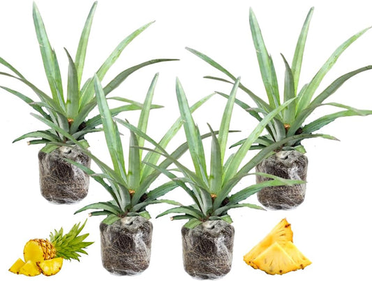 3 Sugarloaf Pineapple Plants Live, 5-9 Inch Tall, Tropical Pineapple Fruit Tree Seedlings for Planting