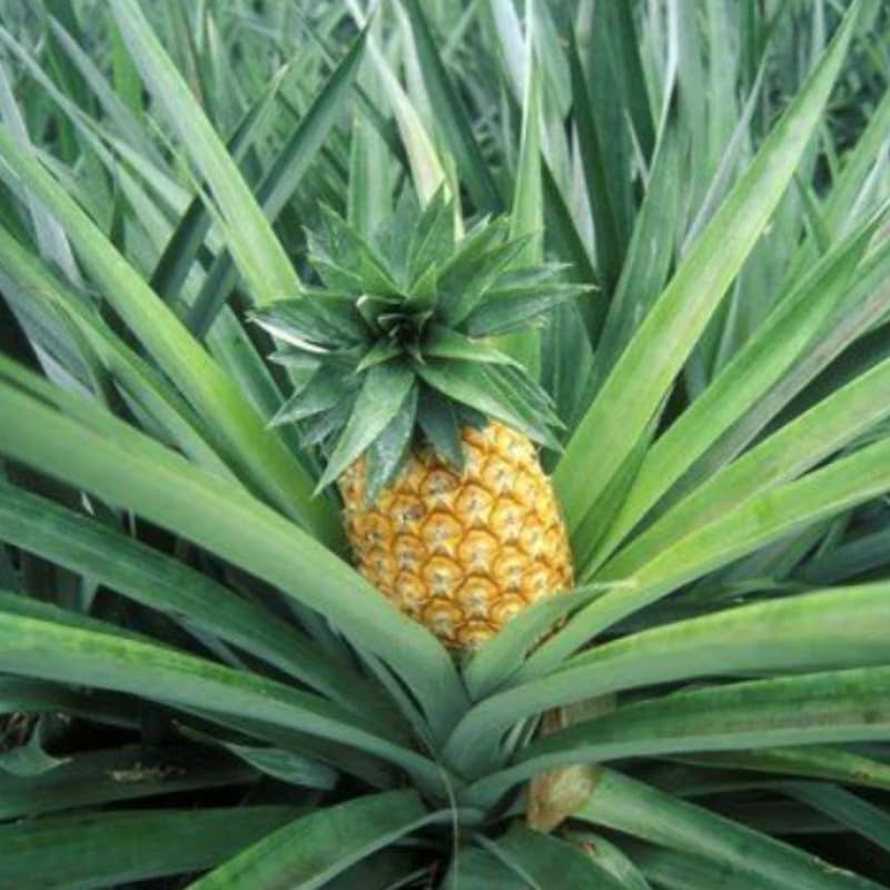 Sugarloaf Pineapple Plant Live for Planting 5 to 8 Inch Tall, Sweet Pineapple Fruit Tree Live Plant, Pineapple Seedling