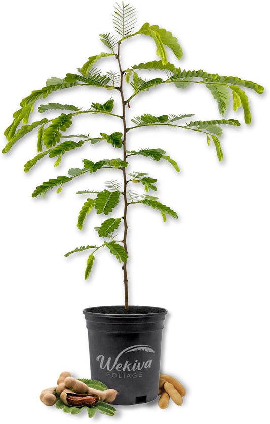 Tamarind Tree - Sampaloc - Live Plant in a 1 Gallon Growers Pot - Tamarindus Indica - Beautiful Edible Fruit Bearing Tree for Patio and Garden