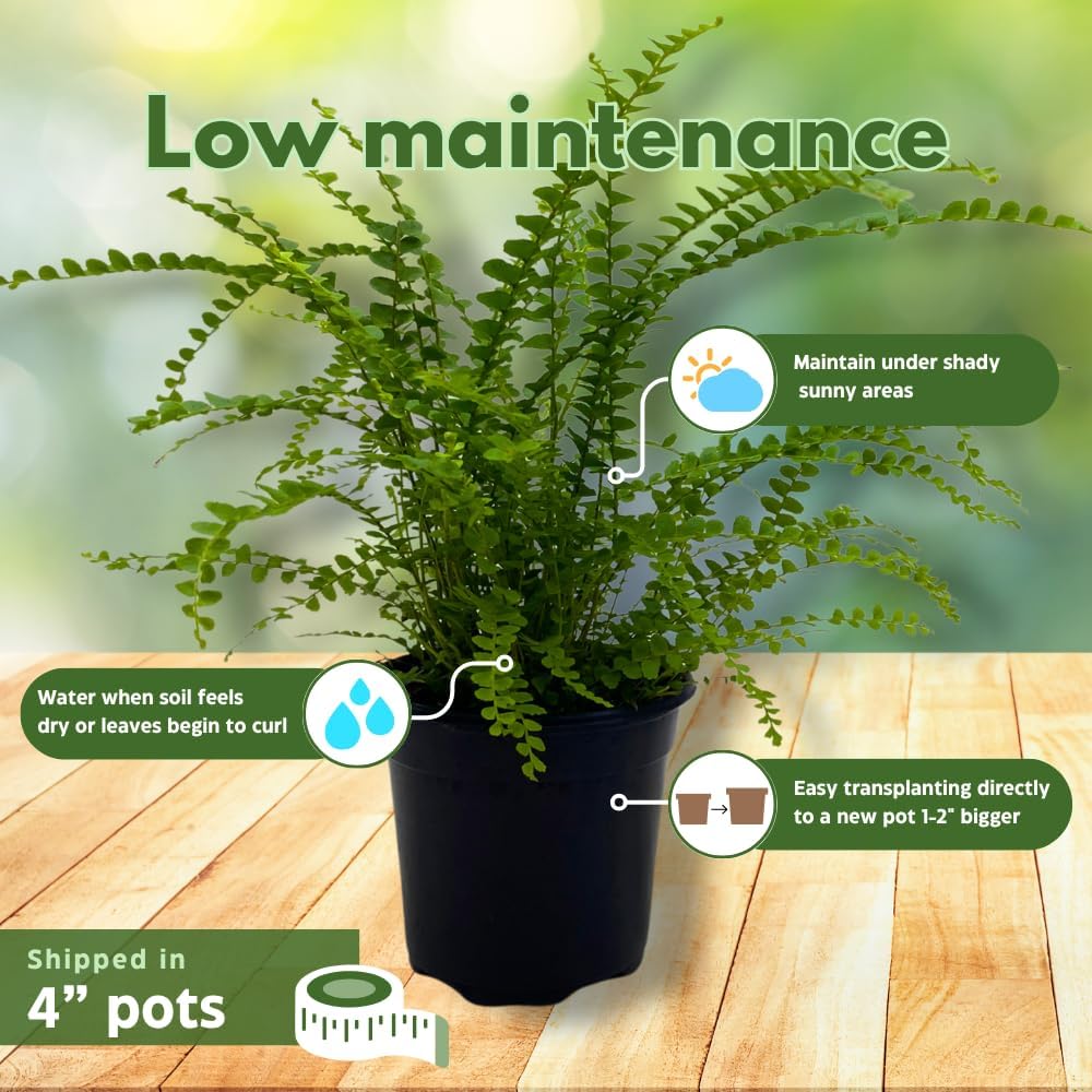 BubbleBlooms Fern Assortment Set, 6 Different Ferns in 4 inch pots, Grower's Choice May Include Staghorn, Asparagus, Club Moss, Heart-Fern, Rabbit's Foot