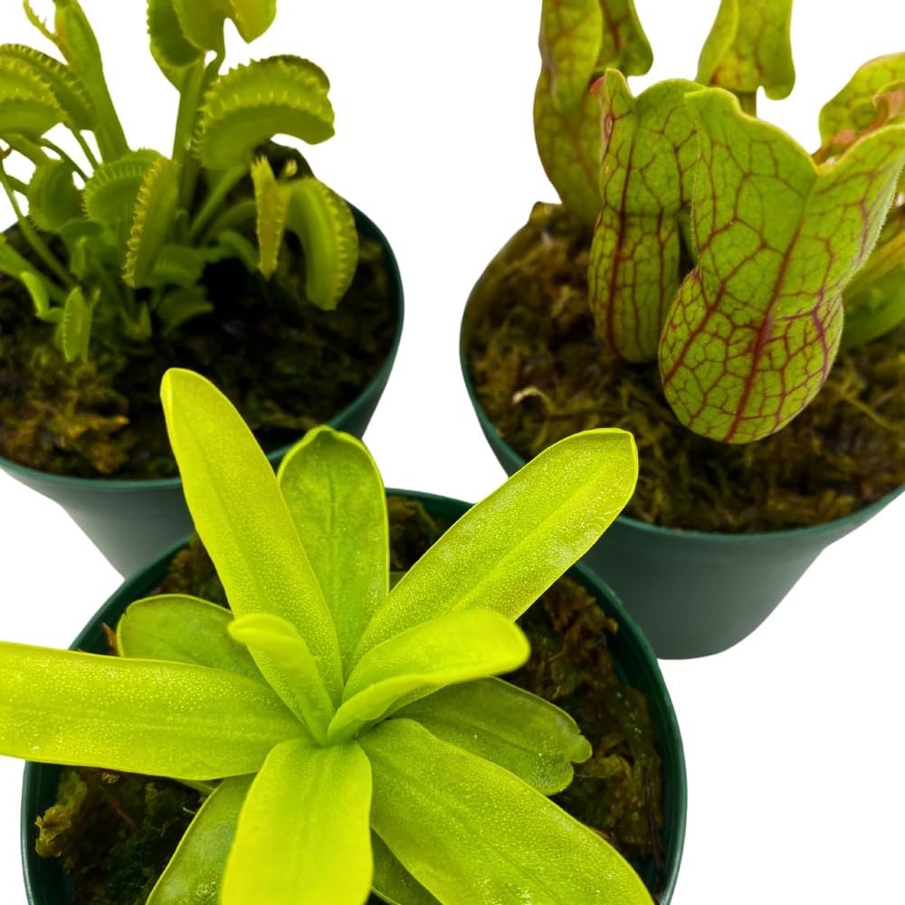 BubbleBlooms Carnivorous Assortment in 3 inch Pots Set of 3