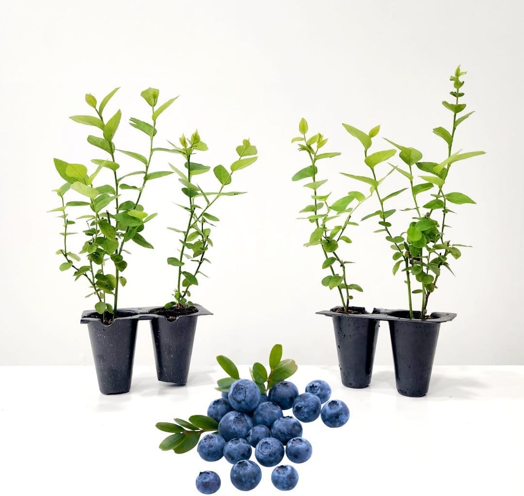 Pink Lemonade Blueberry (Emerald)