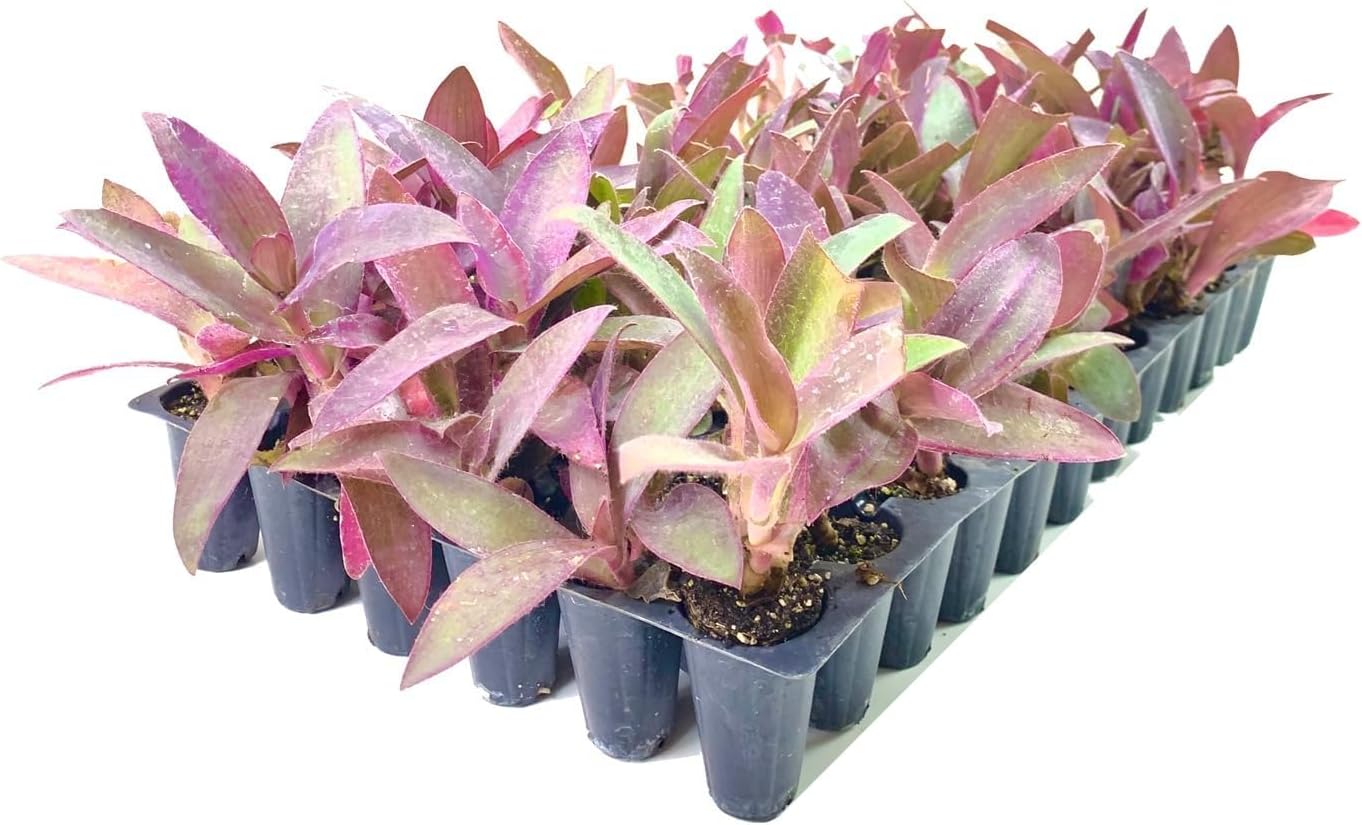 Purple Queen Tradescantia Setcresea I 30 Live Plants I Spiderwort | Lush Magenta Foliage for Striking Garden Contrast, Ideal for Ground Cover, Borders, & Containers