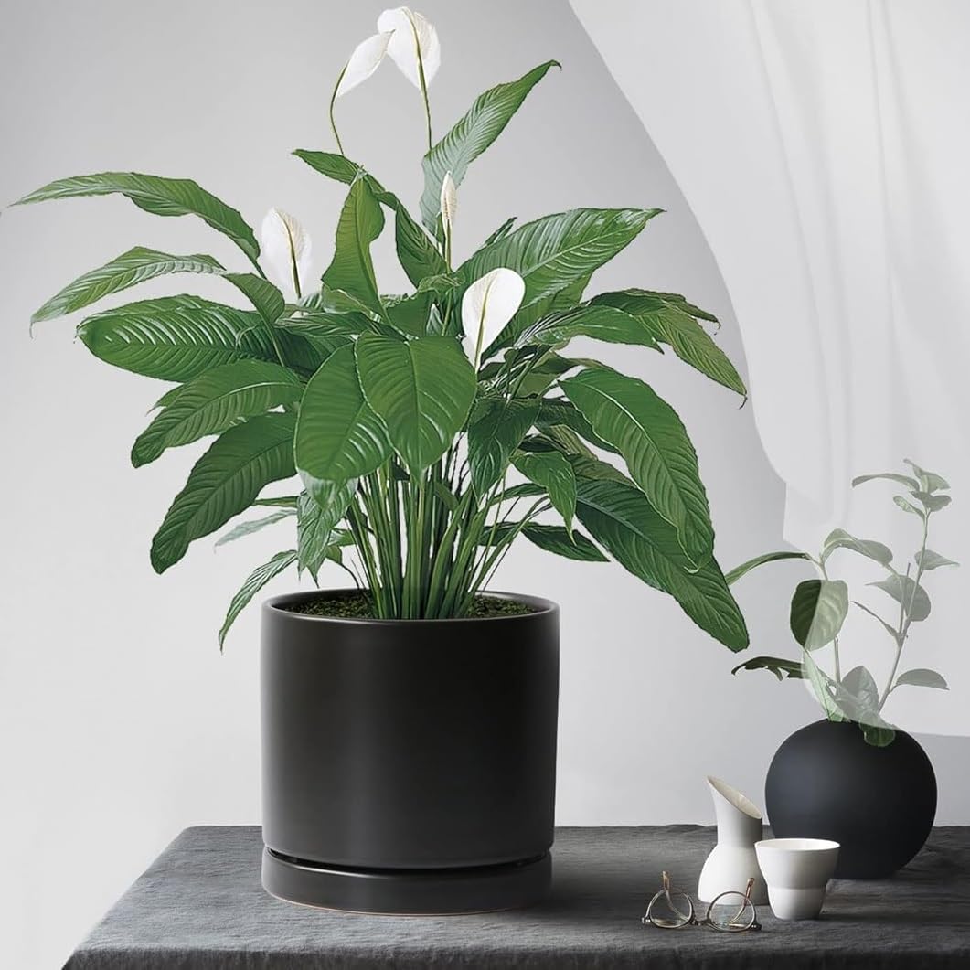 Plant Saucer Pot Tray Planter Saucers 4 in, 5 6 7 8 9 10 11 12 Inch Black 4 Pack for Indoors Outdoor, Durable Sturdy Ceramic Flower Drainage Tray for Glazed Pots Base ((4.5"/4.1"-Black)