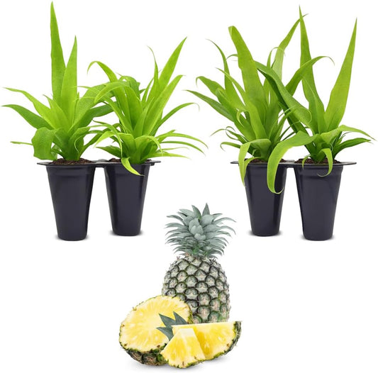 Pineapple Plant White Jade (4 Pack) | Grow Your own Food on Your Edible Organic Garden | Easy to Grow Plants | Edible Fruit Plant for Sustainable Living | Live for Planting |