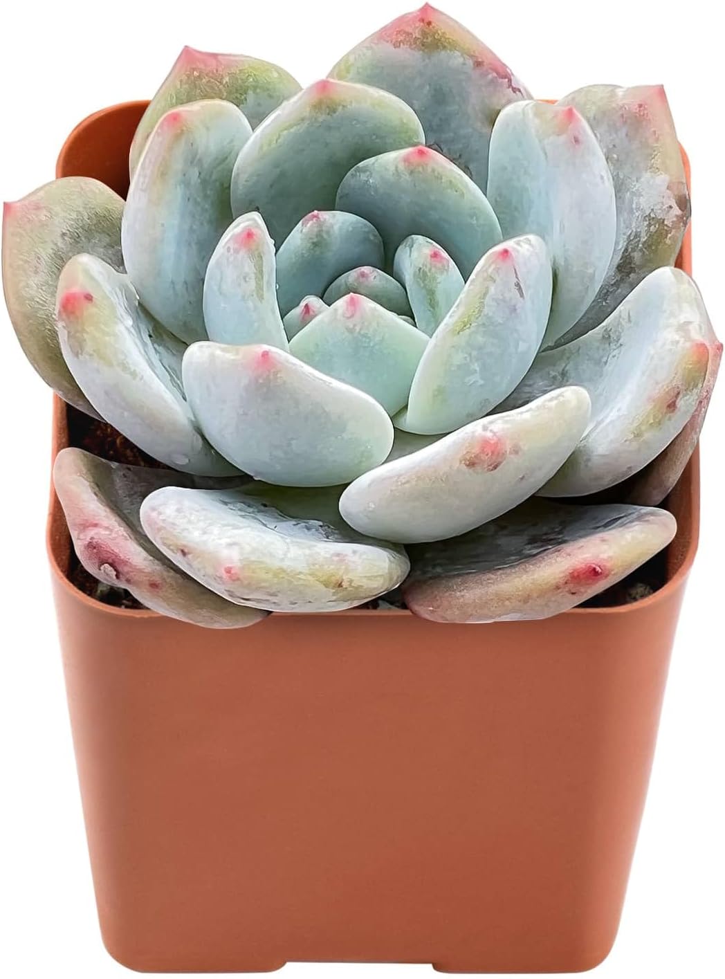 Live Succulent Graptoveria 'Orange Sorbetess', Approx 2-inch Large, Potted Succulents, Fully Rooted, Easy Care House Plants