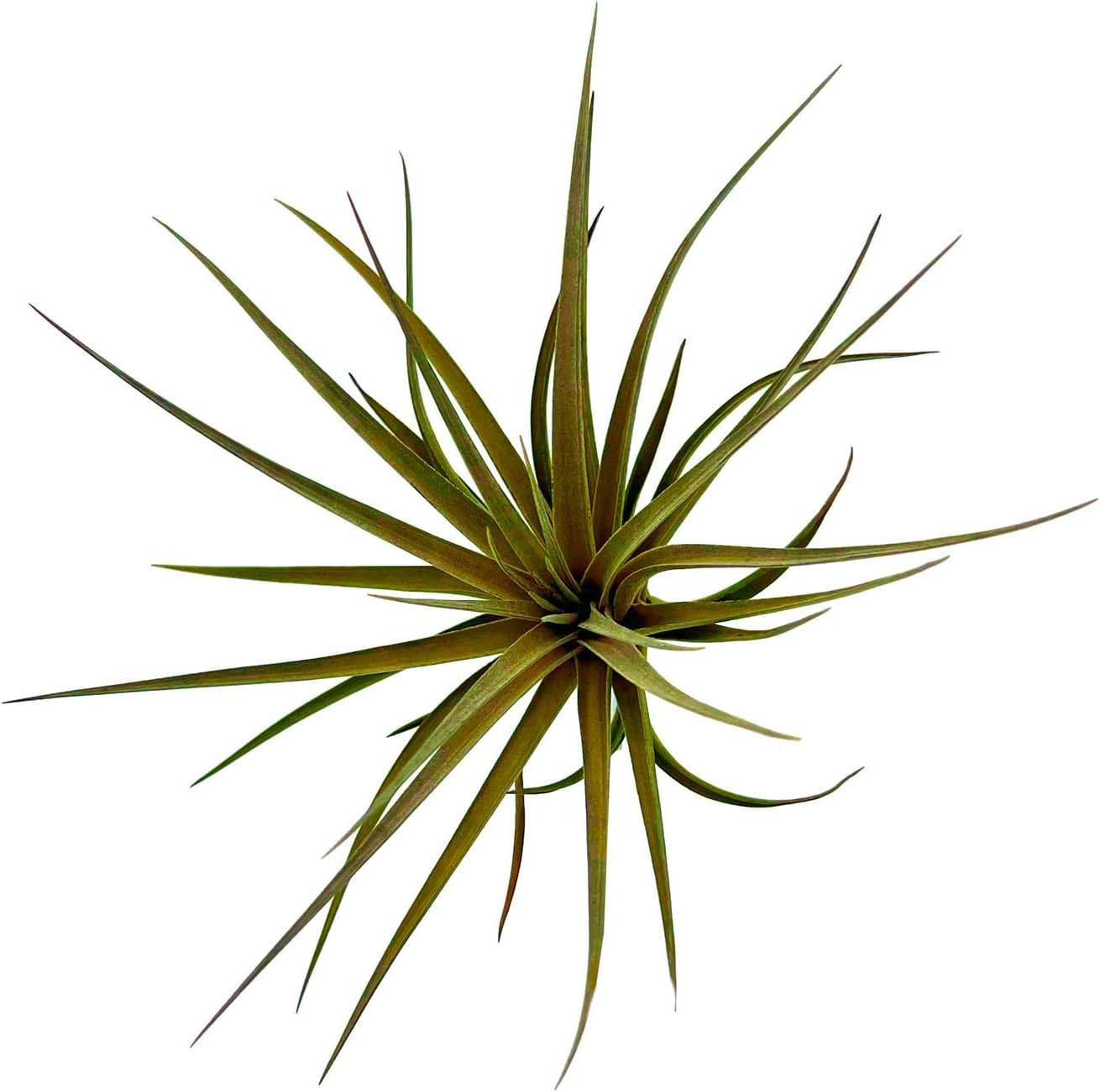 Air Plants - Flowering Tillandsia Stricta Large 5" - 1ct - Live Arrival Guaranteed - House Plants for Home Decor & Gift