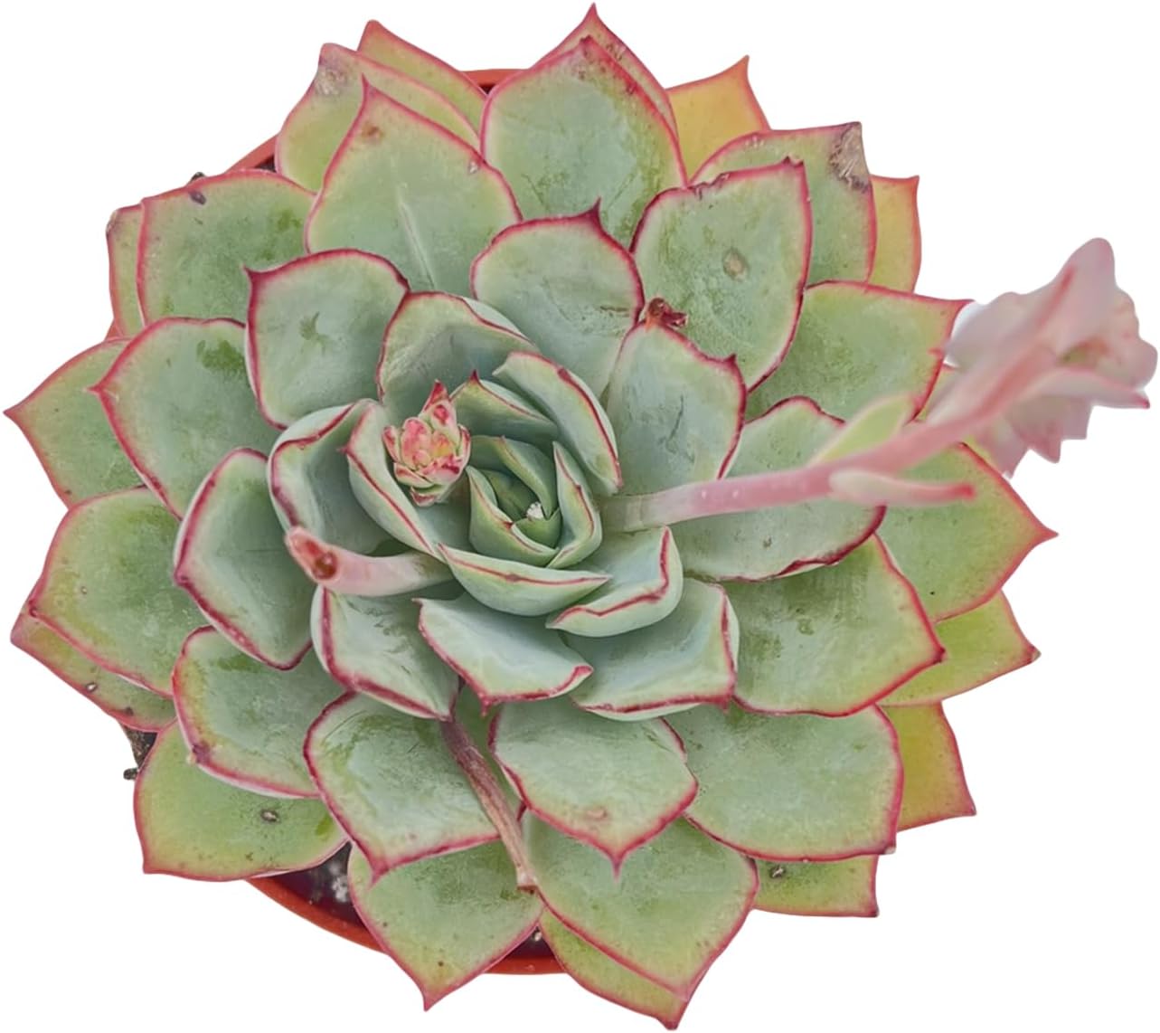 Live Succulent Plants Echeveria Moon GAD Varnish, Easy Care Potted Succulents, Approx 4" D x 4" H, Indoor Houseplant, Unique Gifts, Home Office Décor
