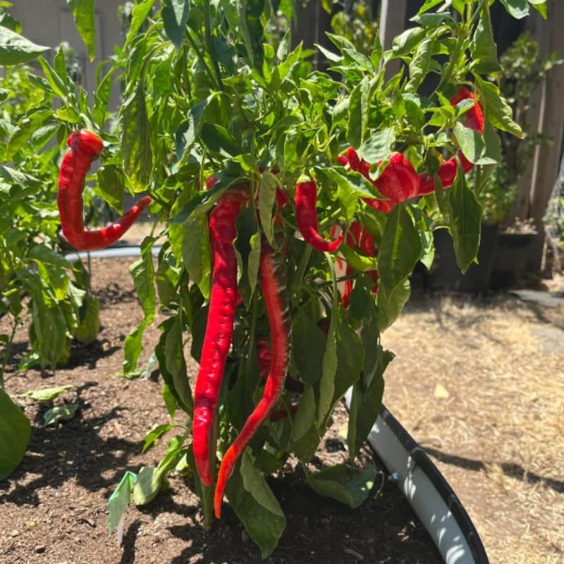 Set 2 Red Long and Hot Pepper Live Plants, 90 Days Old Live Pepper Chili Plant for Spring Planting
