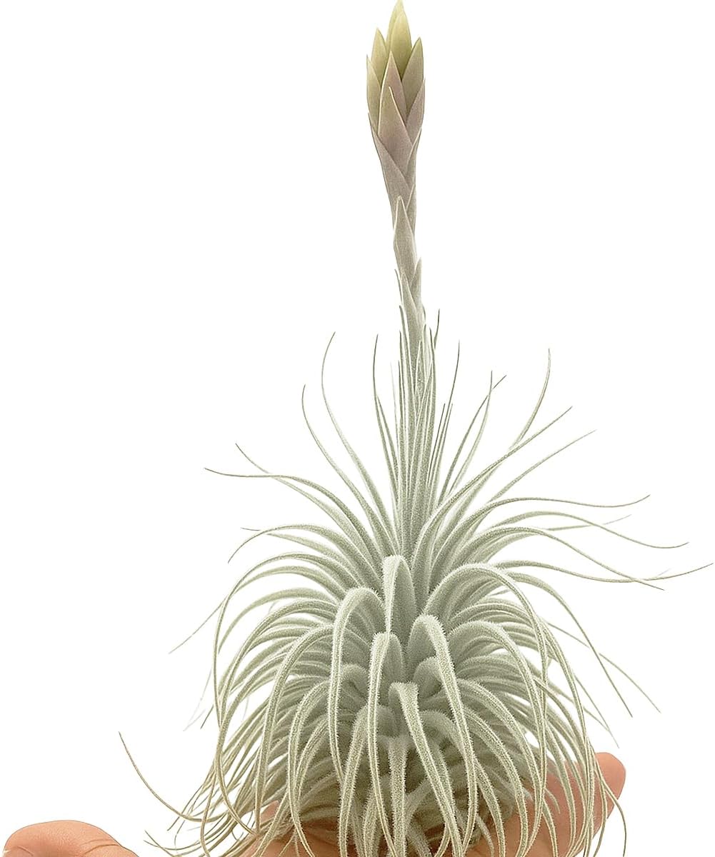 Live air Plant - Tillandsia Tectorum Air Plant 4-6" – 2ct – Unique Shape with Silvery Fuzz – Low Maintenance Houseplant – Perfect for Decor, Terrariums, Gifts - Live Arrival Guaranteed