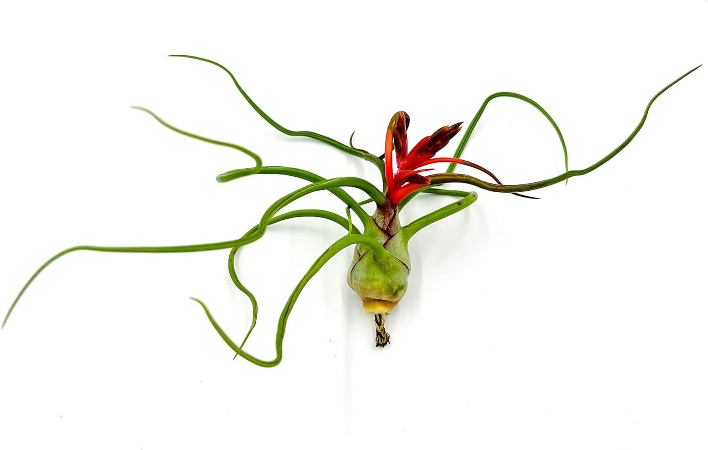 Air Plants - Flowering Tillandsia Bulbosa Belize, Giant 7-9" - 5ct - Live Arrival Guaranteed - House Plants for Home Decor & Gift