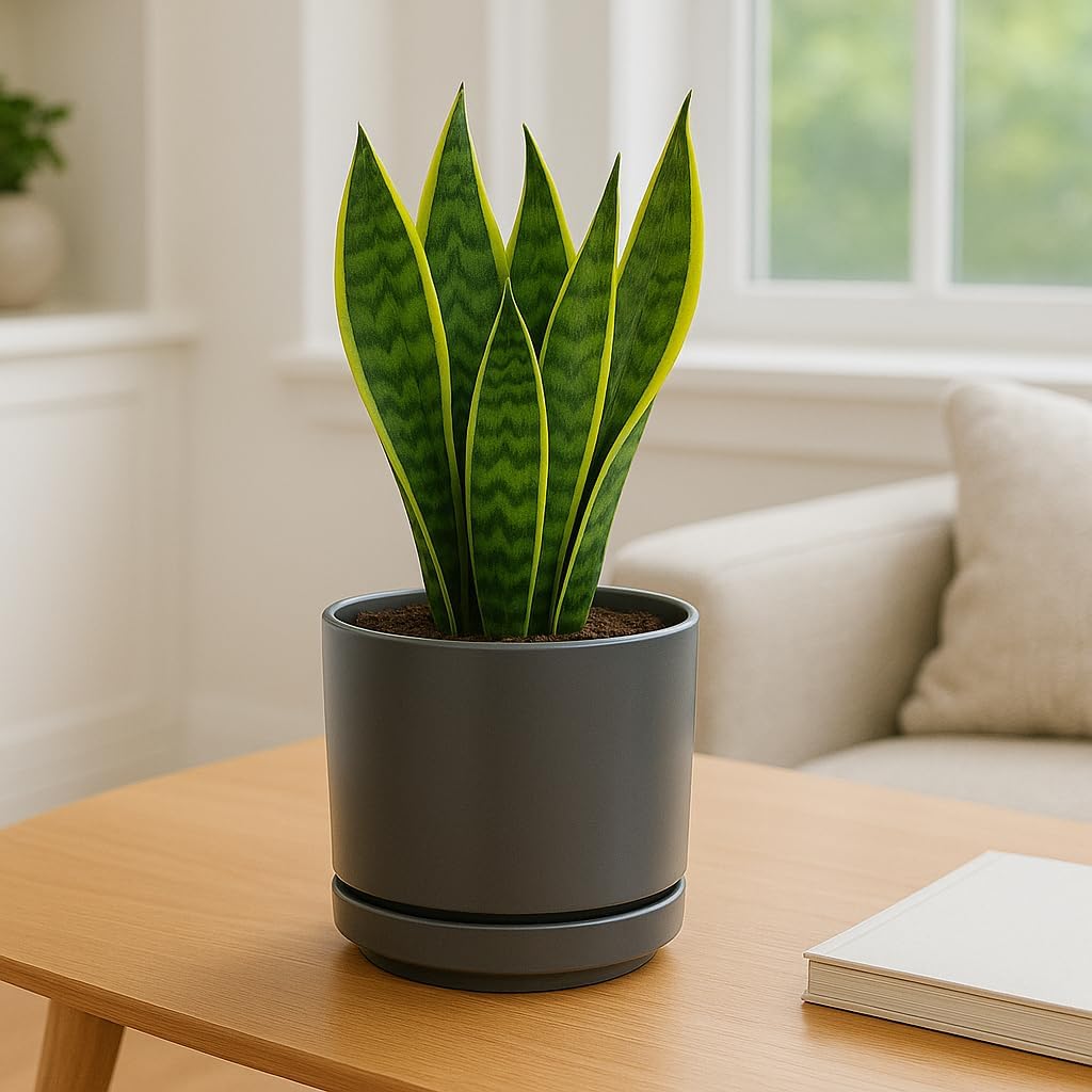 Mid Modern Planter with Detached Saucer (Jet Grey,14.0" D x 12.0" H)