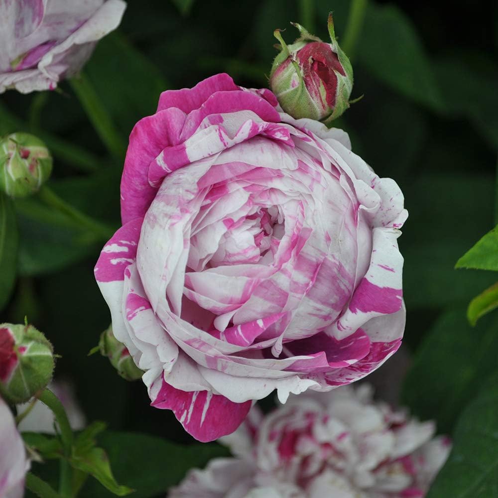 Heirloom Roses Rose Bush - Variegata di Bologna Live Purple Plant for Outdoor Planting