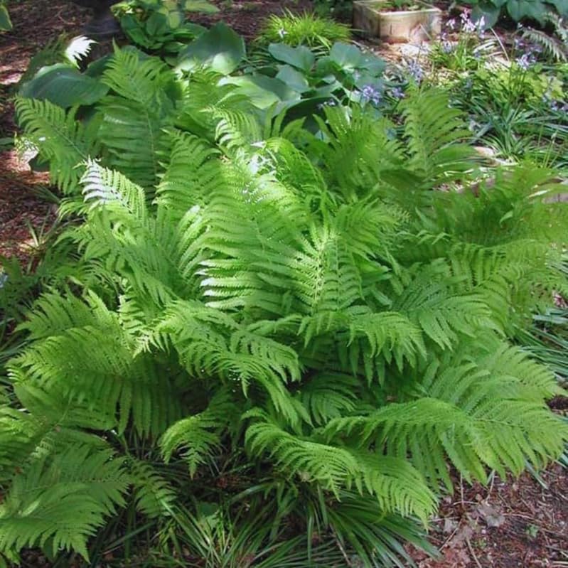 20 Ostrich Fern Rhizomes/Roots - Matteuccia struthiopteris - (20 Pack)
