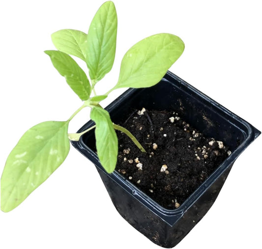 Amaranth, Coral Fountain (Amaranthus caudatus) Organic Plant in 2.5-inch Pot by Smoke Camp Crafts - Eye-Catching Trailing Cut Flower - Pink Tassel Flower