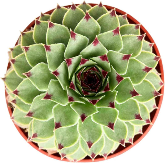 4-inch Succulent Sempervivum calcareum, Live Succulents Plants Fully Rooted in Pots with Soil, Easy-Care House Plants for DIY, Home Office Decoration