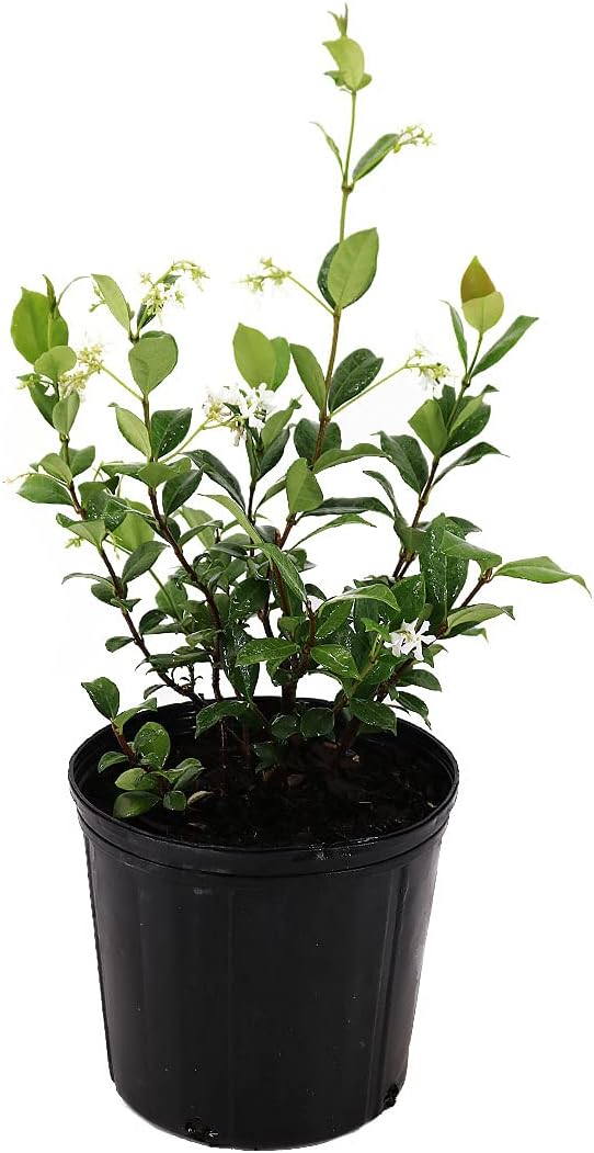 American Plant Exchange Live Confederate Jasmine Plant with Fragrant White Flowers, Star Jasmine Plant, Plant Pot for Home and Garden Decor, 10" Pot