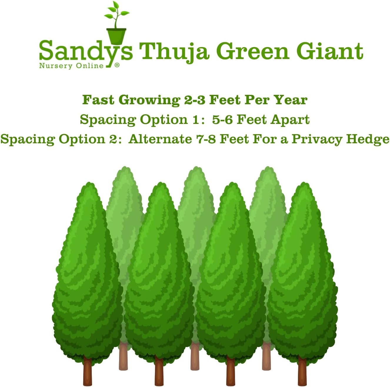 Thuja Green Giant Arborvitae Lot of 6, 3 Inch Pot