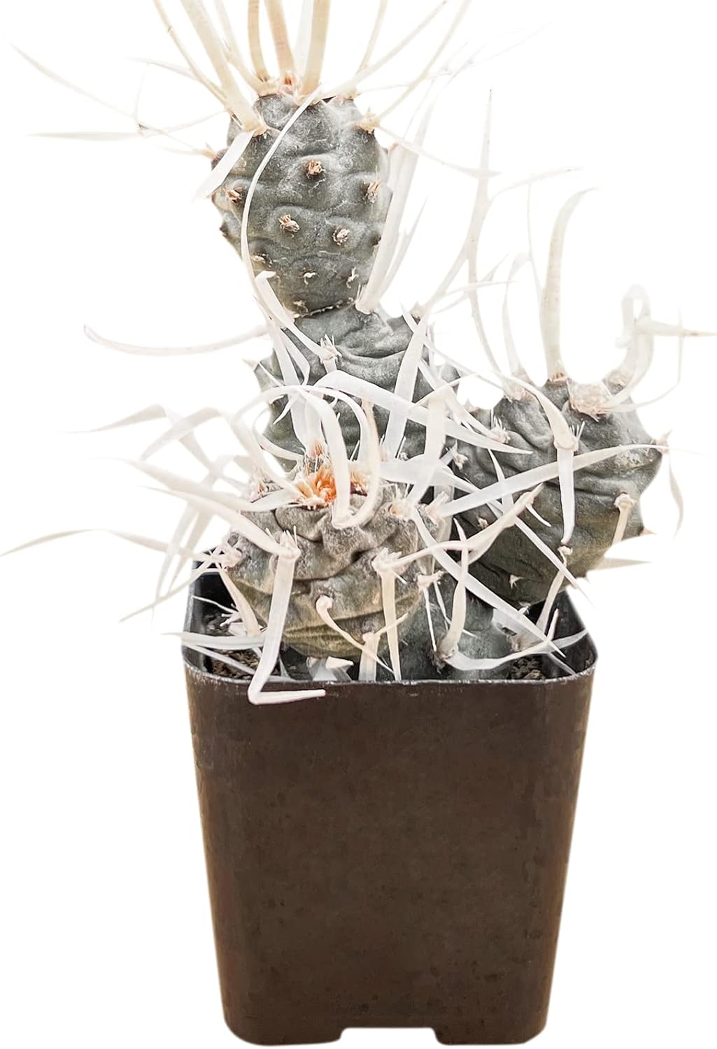 Sprout N Green Paper Spine Cactus, Live Tephrocactus articulatus VAR. papyracanthus, Cactus Plant Fully Rooted in 2" Pots with Soil Mix, Houseplant for Indoor Outdoor Home Office Decor