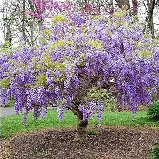 Purple Wisteria Tree Live Plant, 6 to 15 Inch in Height, 2.5 Inch Pot, Well Rooted, Wisteria Vine Plant, Wisteria Tree Live Plant