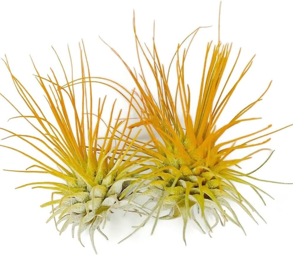Thin Air Plant, Guatemala Tillandsia Live Airplant, Healthy Arrival Guaranteed, Great Indoor Plant, Home Decor & Gift (2 Orange)