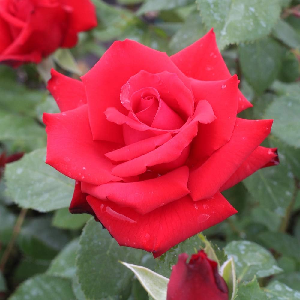 Heirloom Roses Hybrid Tea Rose Plant - Eleganza® Grande Amore Red Rose Bush, Live Plant for Planting Outdoors