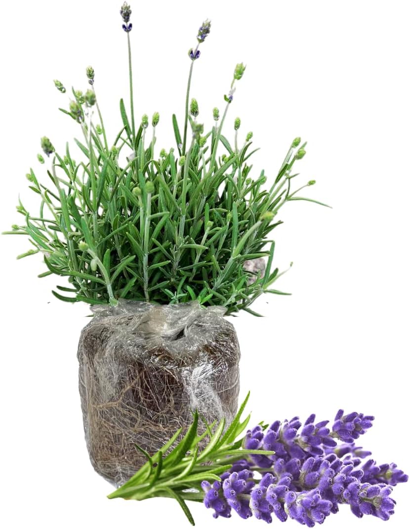 4 Lavender Plants Live, Purple Live Lavender Plant Indoor Outdoor, 5 to 8 Inch Tall Herb