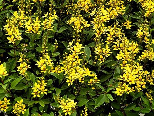 Carolina Jasmine | 50 Live Plants | Gelsemium Sempervirens | Fragrant Yellow Blooms, Evergreen Vine, Low Maintenance, Fast Growing, Climbing, Attracts Pollinators, Garden Trellis