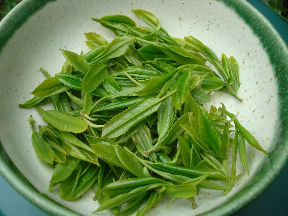 Camellia Sinensis - 4 Inch Container - Beautiful Live Tea Plant Black White Green and Oolong