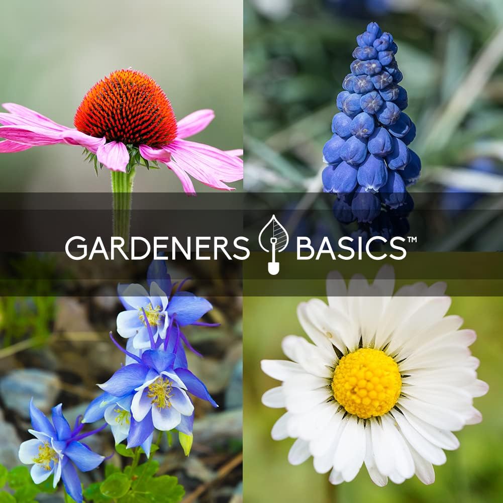 Gardeners Basics, Perennial Flower Seeds for Planting Outdoors (5 Variety Pack) Lupine, Columbine, Echinacea Purple Coneflower, Black Eyed Susan, Shasta Daisy for Pollinators Wildflower Seed