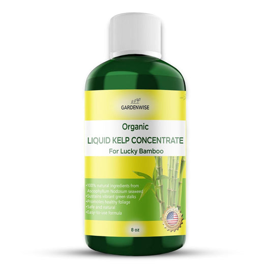 Organic Premium Kelp Seaweed Fertilizer for Lucky Bamboo - Liquid Plant Food - Soil Enhancer - Natural Plant Food (8 OZ)