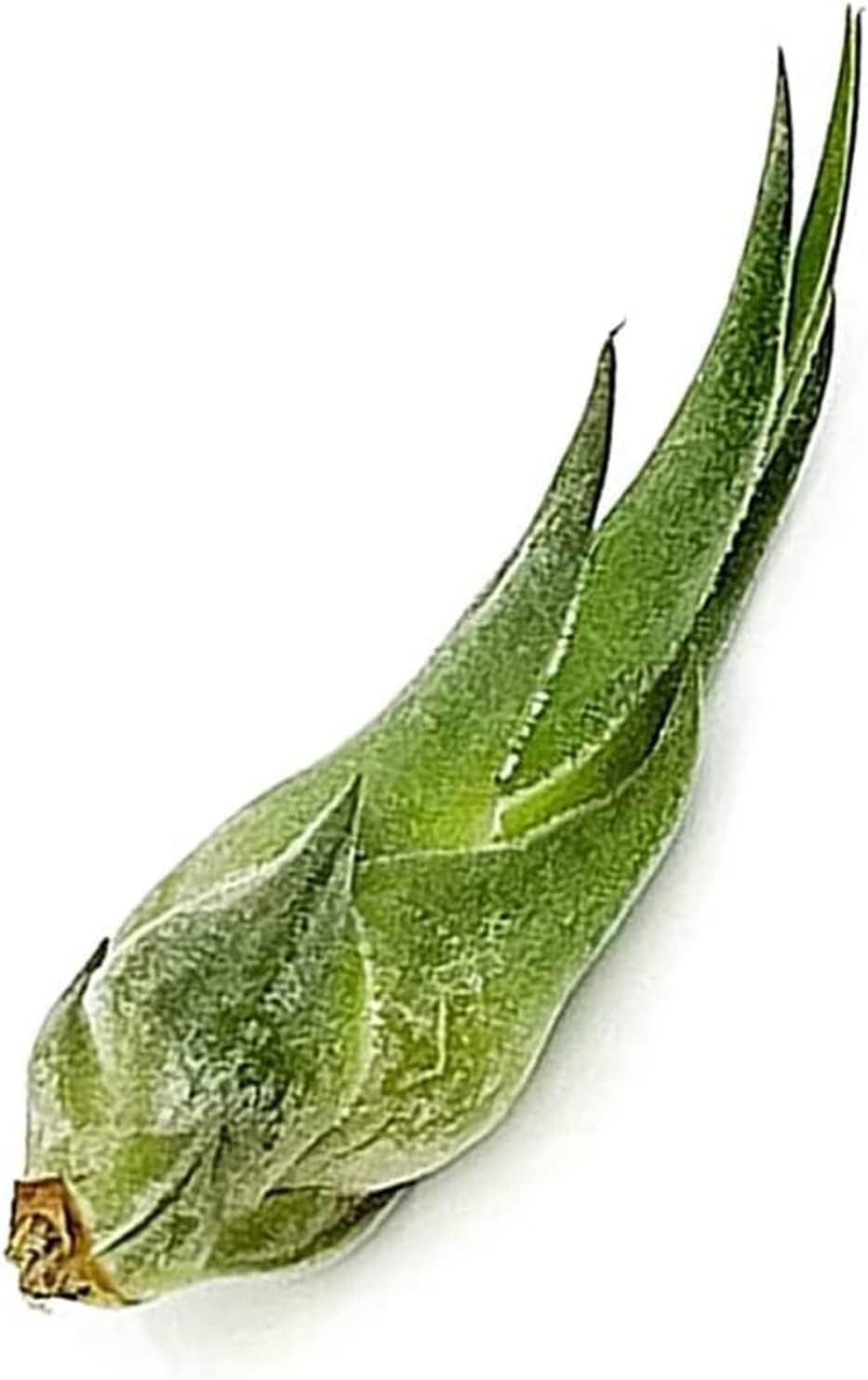 Air Plants - Tillandsia Seleriana, Large 4-6" - 2ct - Live Arrival Guaranteed - House Plants for Home Decor & Gift