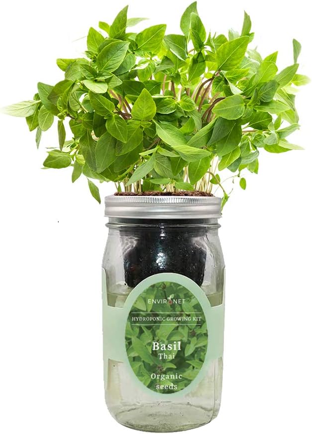 Hydroponic Herb Growing Kit, Self-Watering Mason Jar Herb Garden Starter Kit Indoor, Windowsill Herbs Garden, Grow Your Own Herbs from Organic Seeds (Thai Basil)