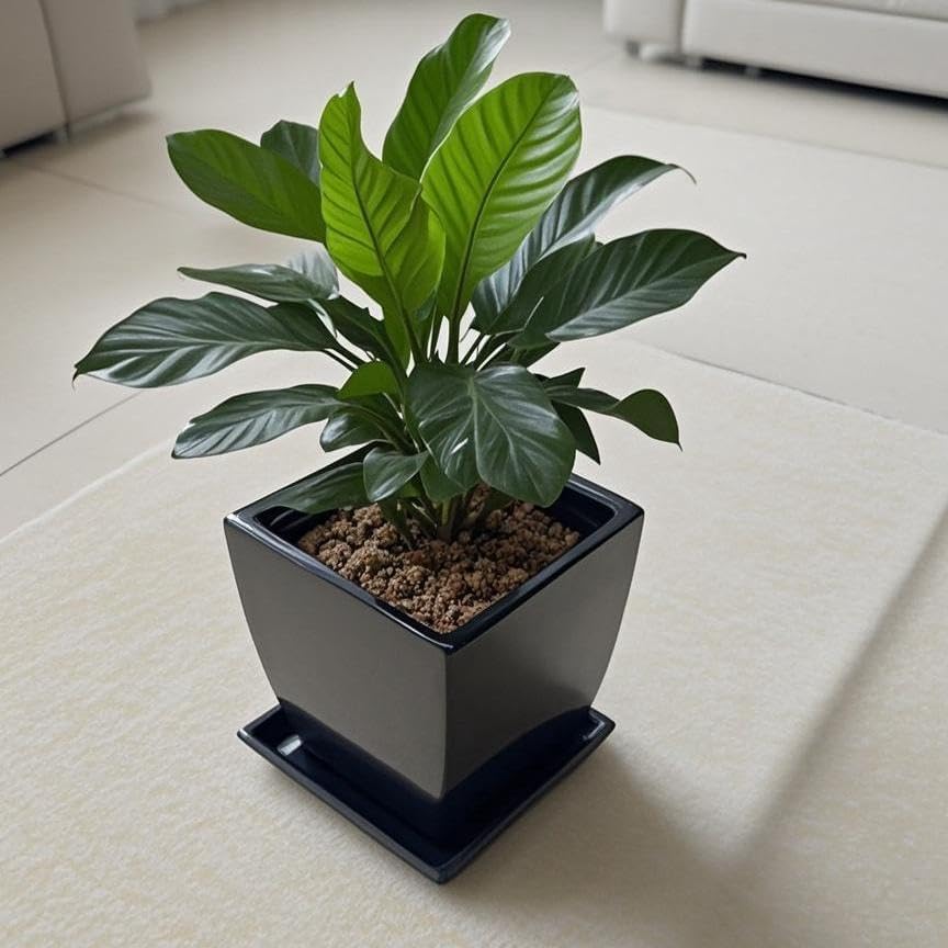 Square Plant Saucer 14 Inch 1 Pack，Plant Trays for Pots, Black Ceramic Plant Saucers for Indoors Outdoors, Plant Drip Tray 4 6 8 10 12 14 Inch