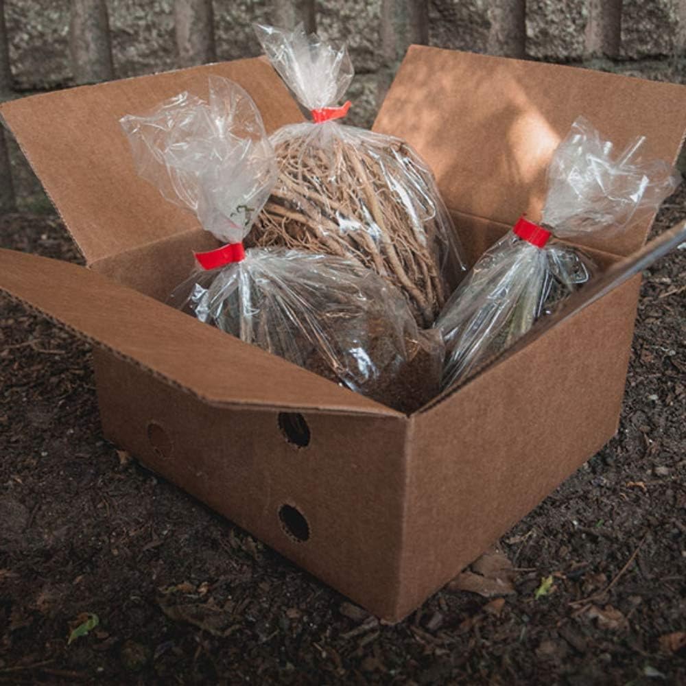 Ultimate Hosta Garden Collection 6-Pack of Bare Roots Hardy Mixed Heart-Shaped Hosta - Rich Green Foliage, Low Maintenance, Heart Shaped Leaves Great Perennials - 1000'S Sold