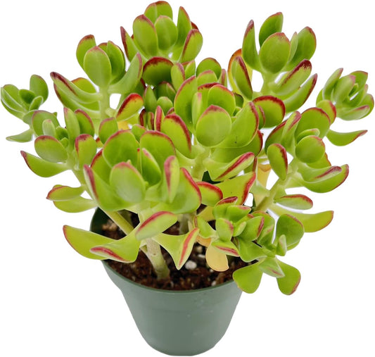 Sprout N Green Sedum dendroideum | Tree Stonecropin 4 inch Starter Pot, Rare Live Succulent Plant Fully Rooted, Home Office Indoor Outdoor Wedding Decoration DIY Projects Party Favor