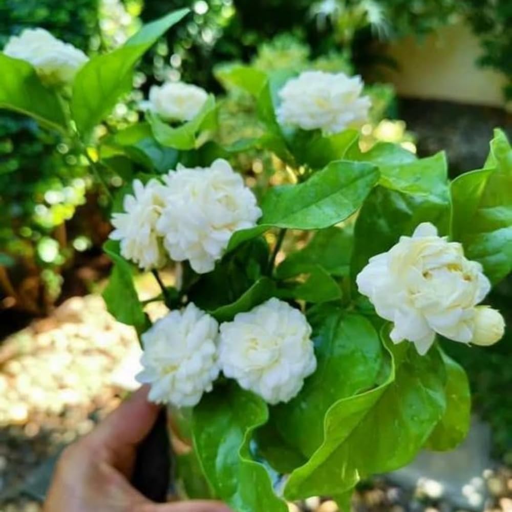 Jasmine Plant Live, Grand Duke of Tuscany Jasmine Flower Plant, 5 to 7 Inc Tall