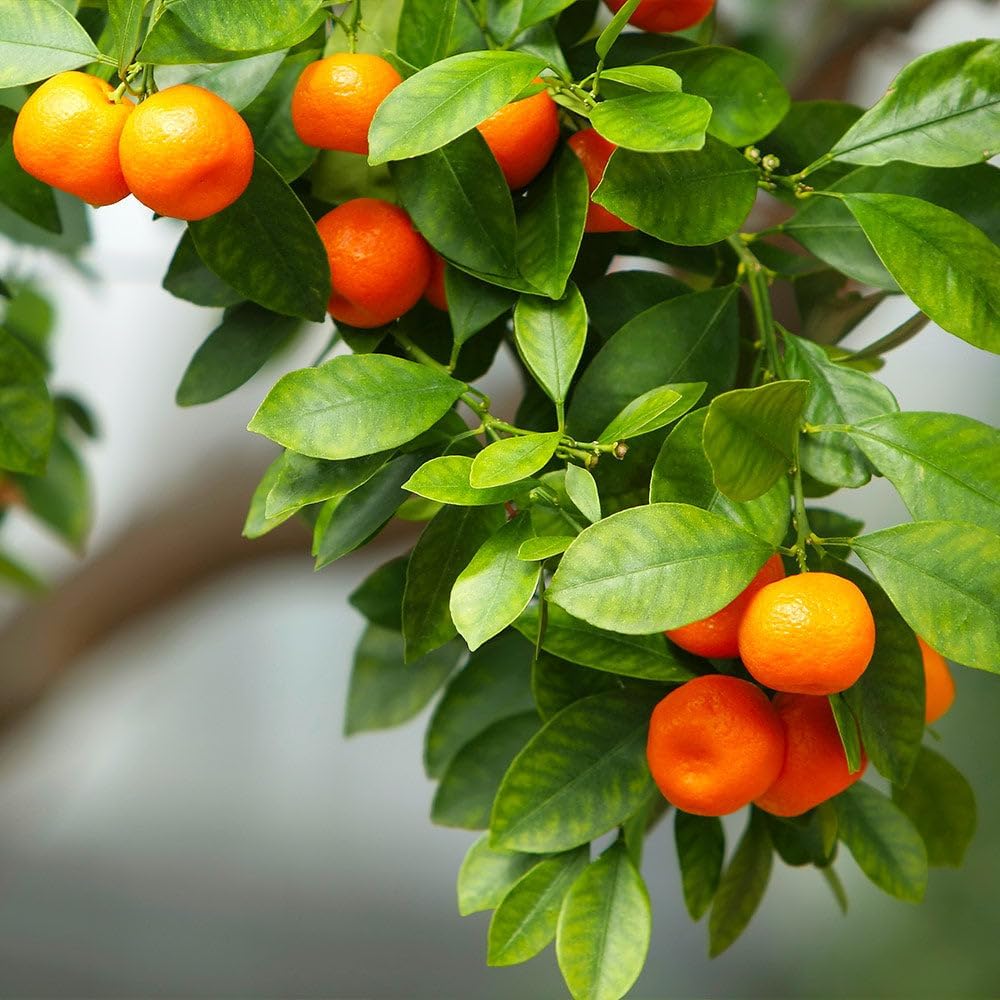 Brighter Blooms - Owari Satsuma Mandarin Tree, 1-2 ft, - No Shipping To AL, AZ, CA, FL, GA, LA, OR, TX