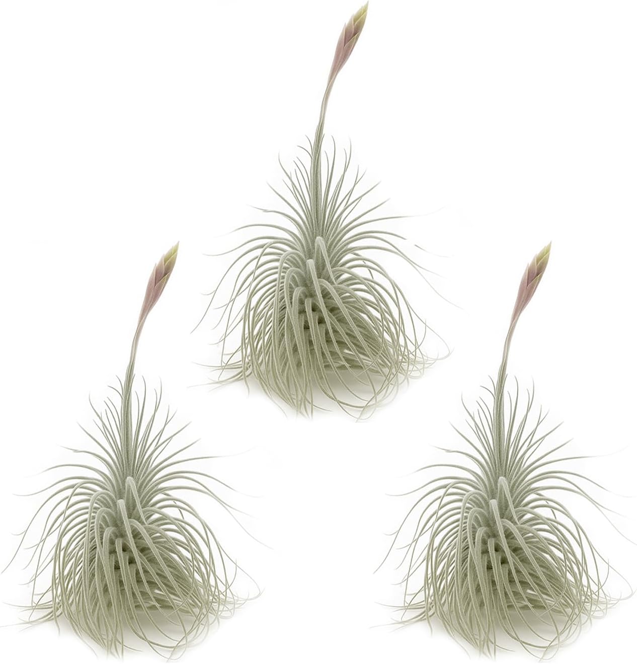Live air Plant - Tillandsia Tectorum Air Plant 4-6" – 3ct – Unique Shape with Silvery Fuzz – Low Maintenance Houseplant – Perfect for Decor, Terrariums, Gifts - Live Arrival Guaranteed