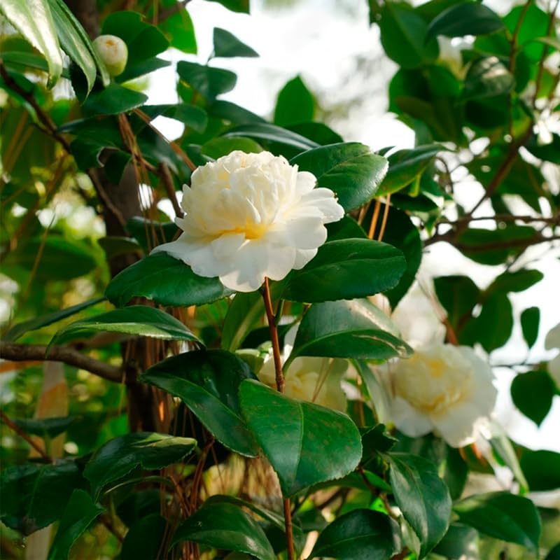 Camelia Tea Plant (4 Pack) | Real Live Plant for Sale | Perfect for Tea Lovers | Hardy and Easy to Grow for Planting | Grow Organic Tea Leaves at Home | Great for Indoor or Outdoor Gardens